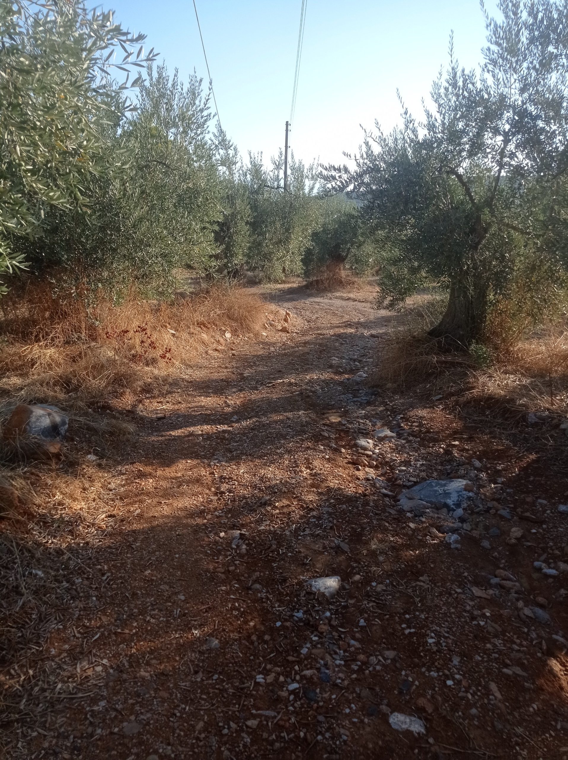 Βόλος: Αγρότες της Νηές