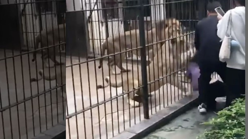 Θρίλερ στην Κίνα: 10χρονη τάιζε λιοντάρια σε ζωολογικό κήπο και έπεσε στα δόντια τους (video)