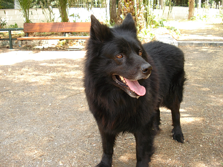 Γερμανία: Με GPS ελεύθερος ο λύκος που δάγκωσε γυναίκα στο Αμβούργο