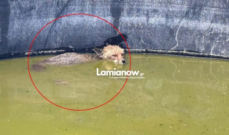 Πυροσβέστες διέσωσαν μικρή