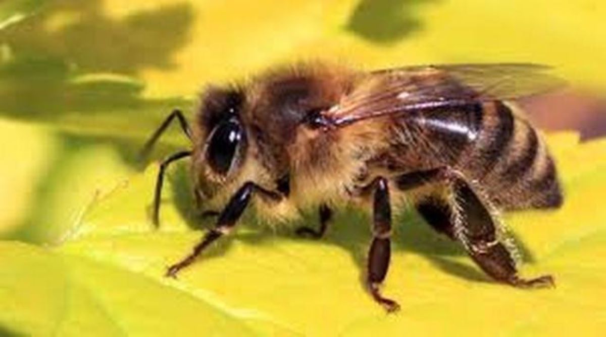 Γιορτή Μέλισσας στον Μύλο