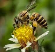 Δ. Τυρνάβου: Μέτρα προστασίας των μελισσών από ψεκασμούς