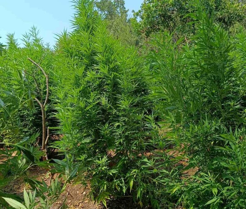 Φυτεία με πάνω από 5.000