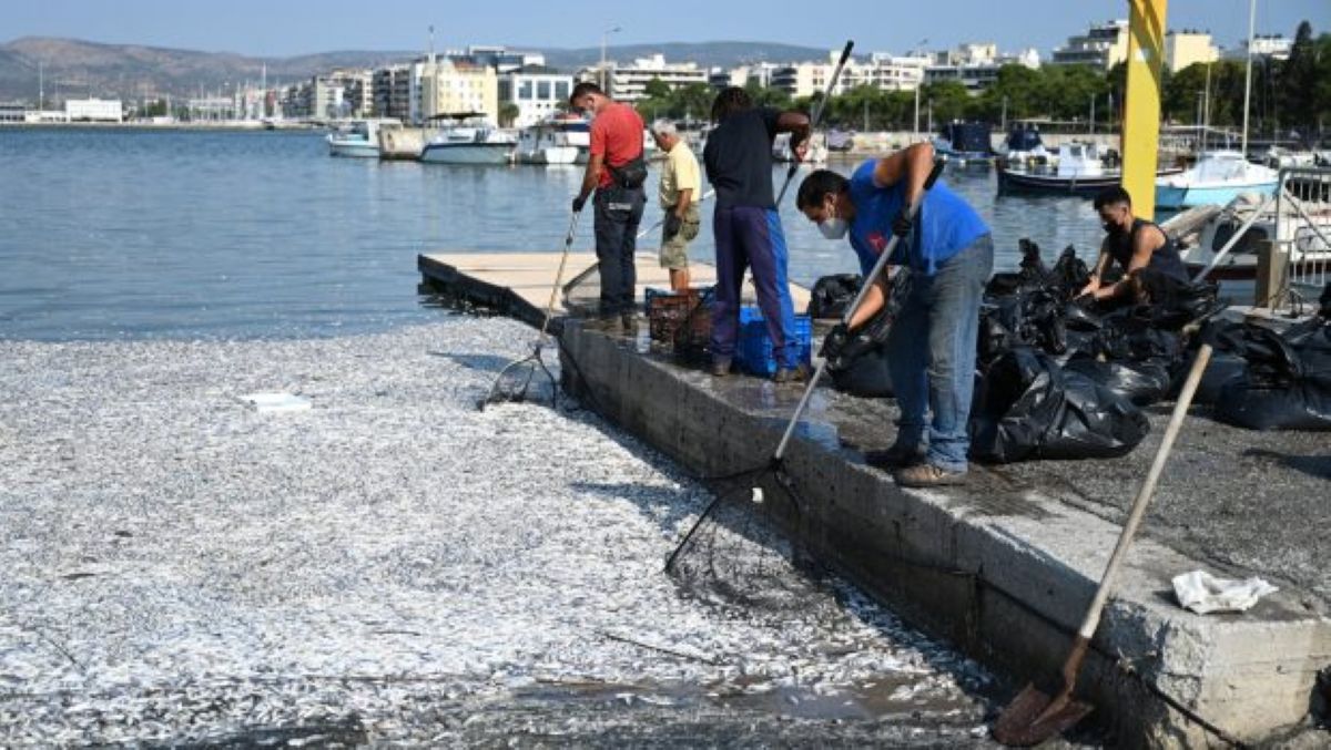 Παγασητικός 2024: Το πόρισμα