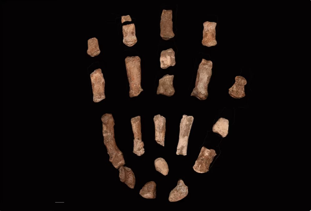 Απολιθώματα χεριών