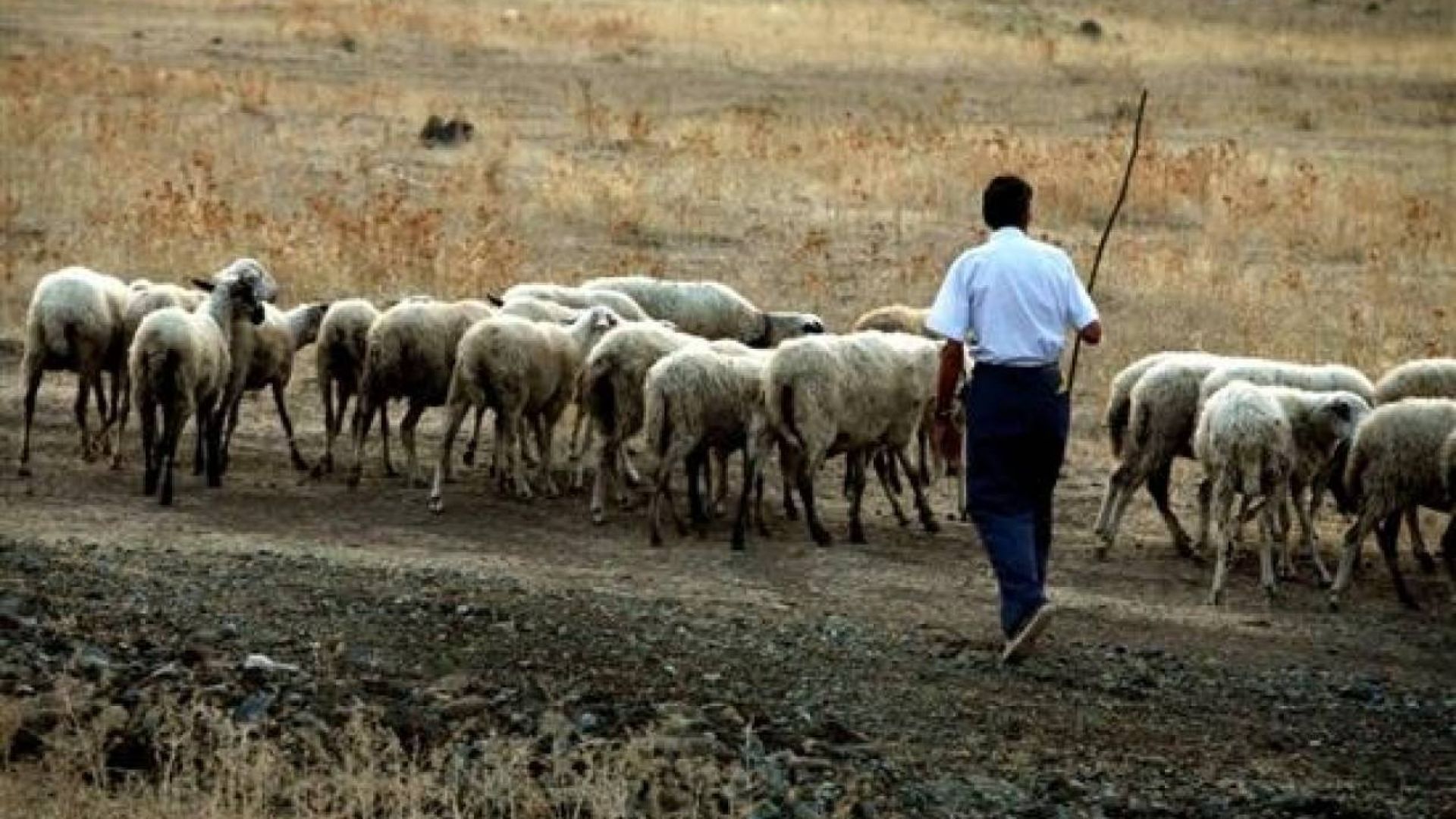 Σύλληψη βοσκού για