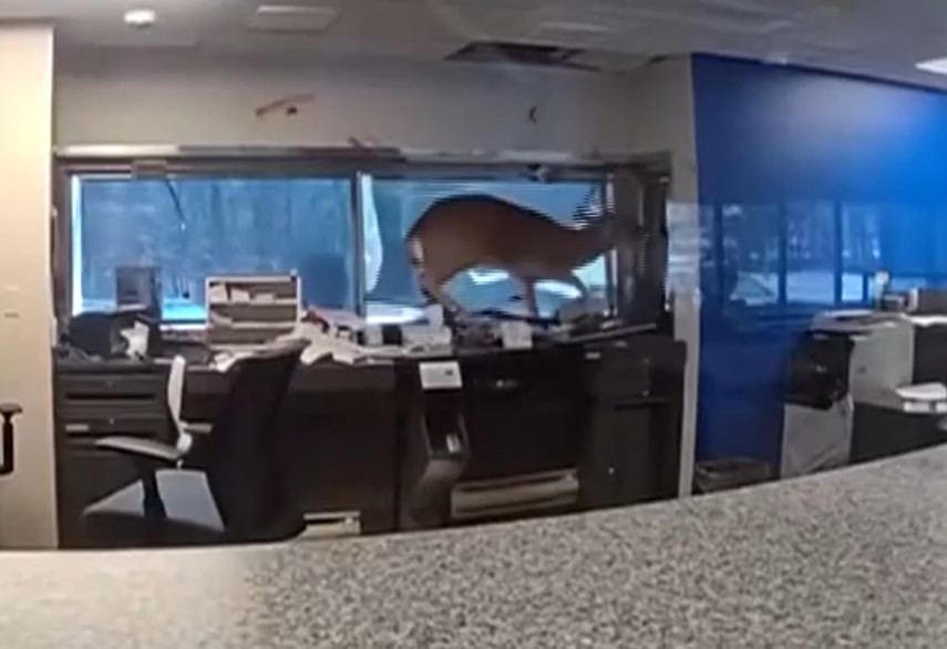 Ελάφι διέρηξε τράπεζα στη