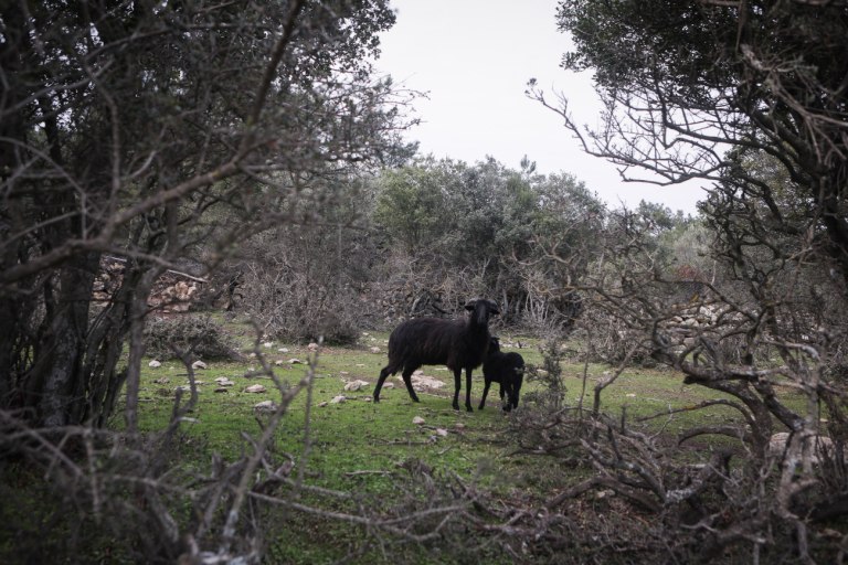 Νέα Αριστερά: Οι ευθύνες της κυβέρνησης είναι τεράστιες για τον αφθώδη πυρετό στη Λέσβο