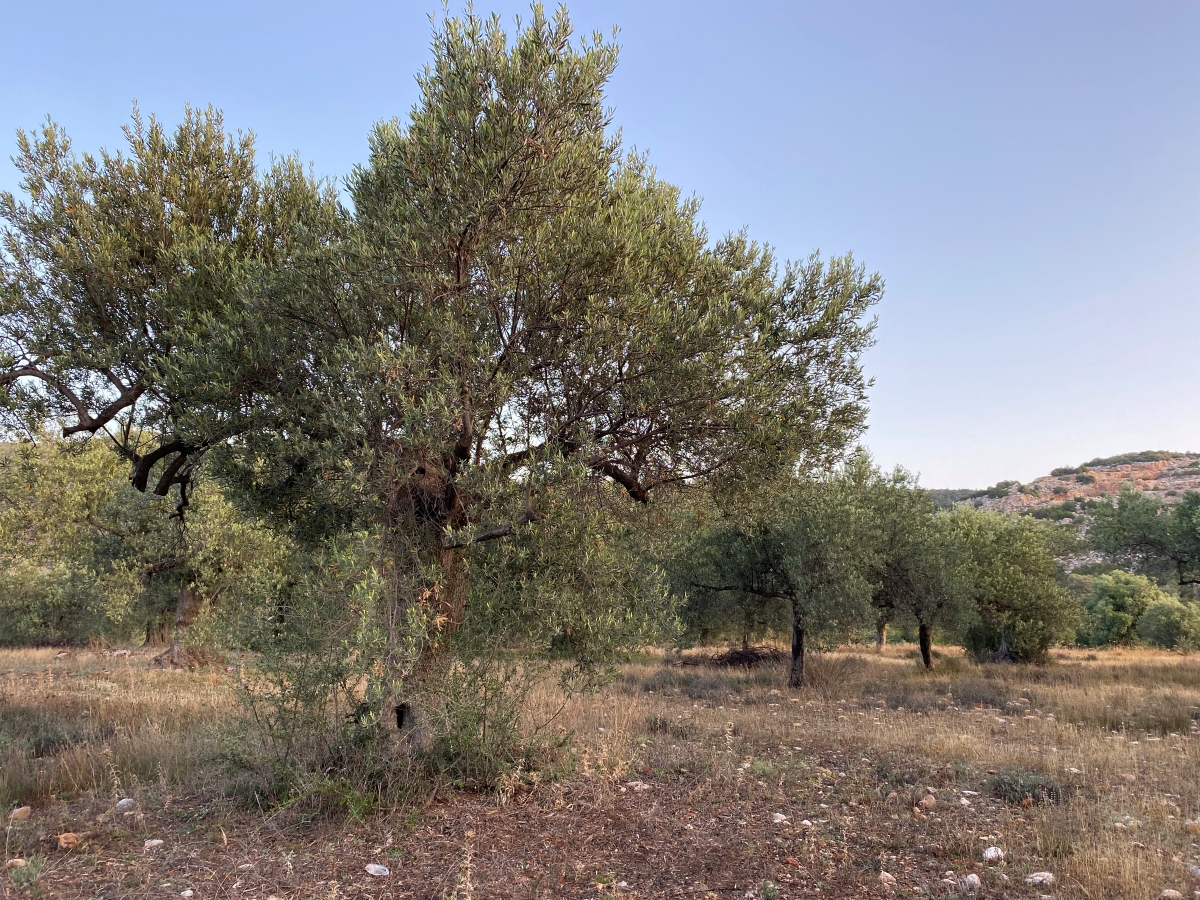 Διακοπή γενικού