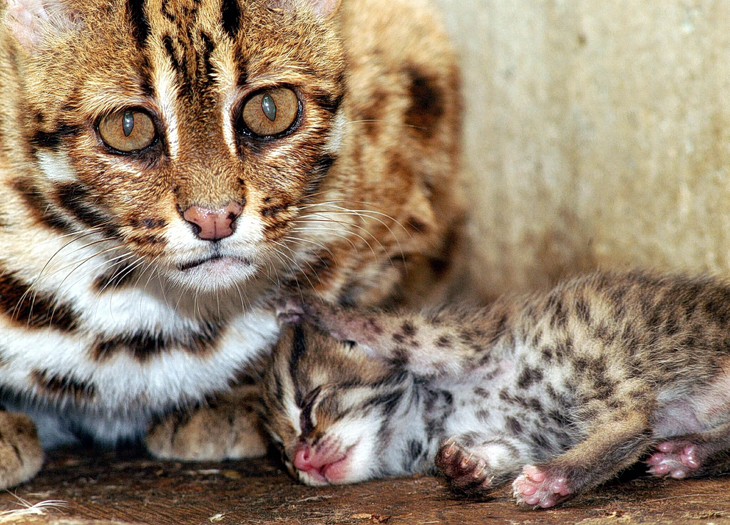 Οι αγριόγατες επιστρέφουν