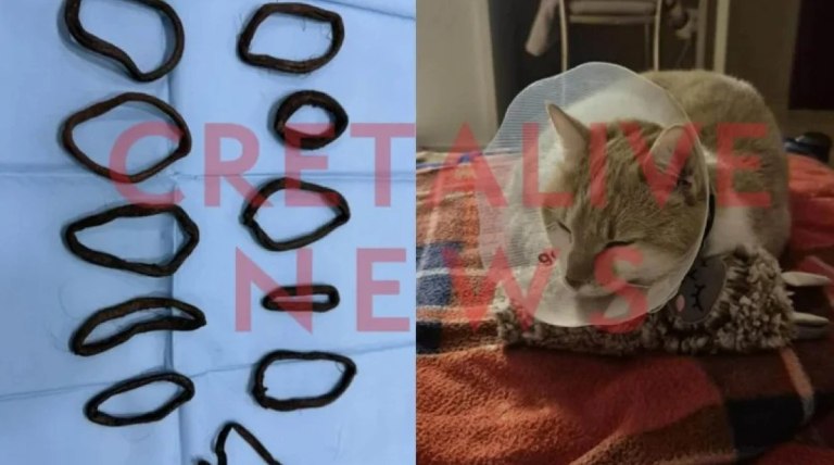 Ηράκλειο: Γάτα κατάπιε 11