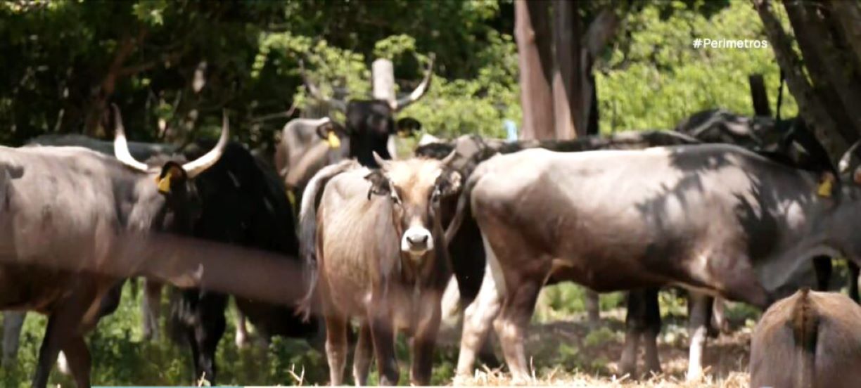 Συνάντηση εκτροφέων