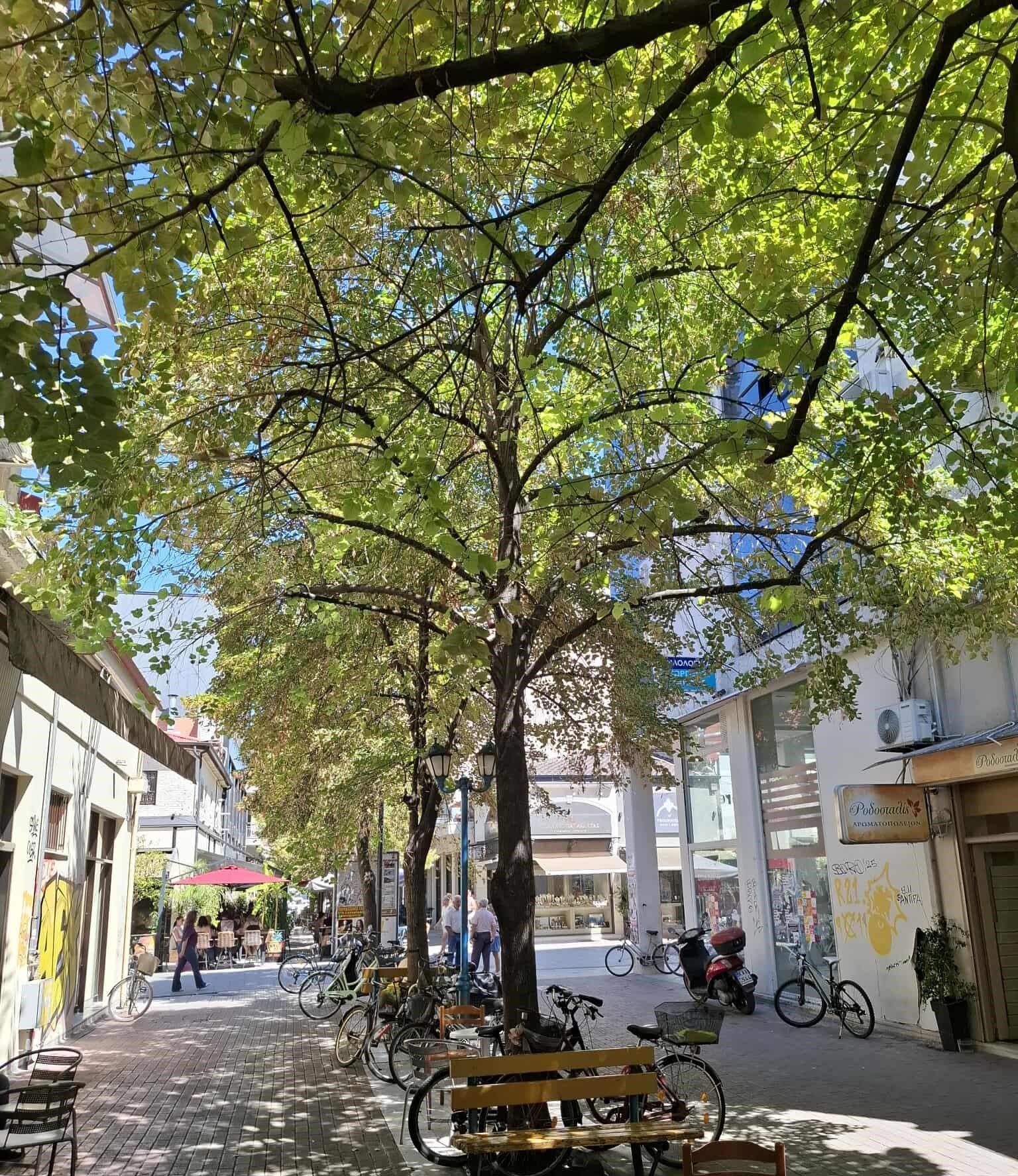 Καρδίτσα: Ο Εμπορικός