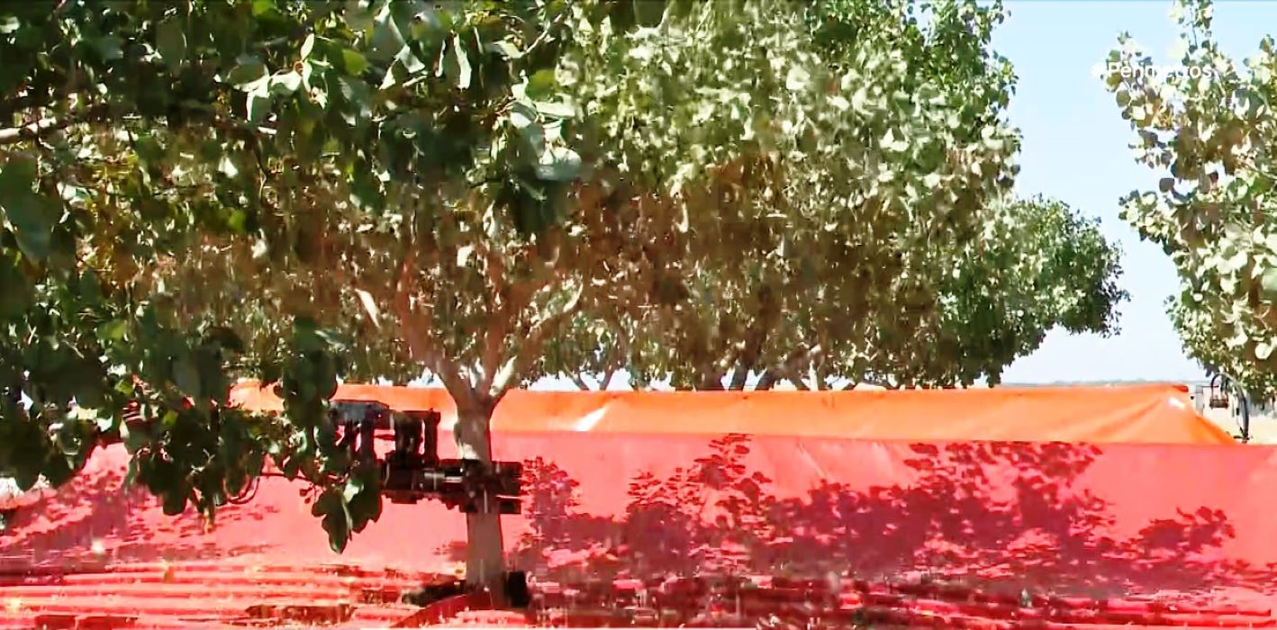 Η συλλογή των κελυφωτών