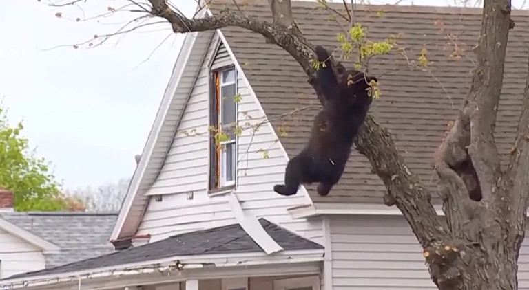 ΗΠΑ: Αρκούδα εγκλωβισμένη