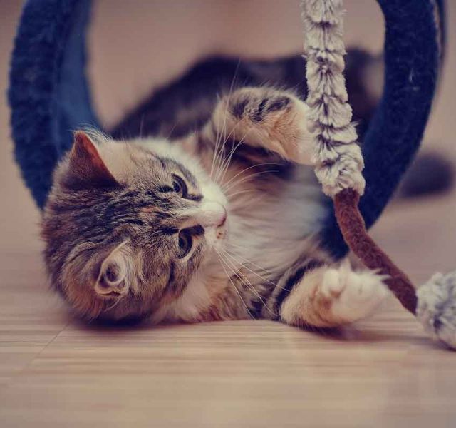 Brigitte Bardot: Όταν αγαπώ, το