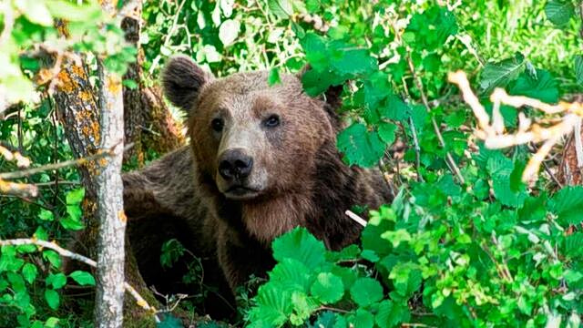 Θεσσαλονίκη: Ανησυχία από την εμφάνιση αρκούδας σε περιοχές του Δήμου Ωραιοκάστρου