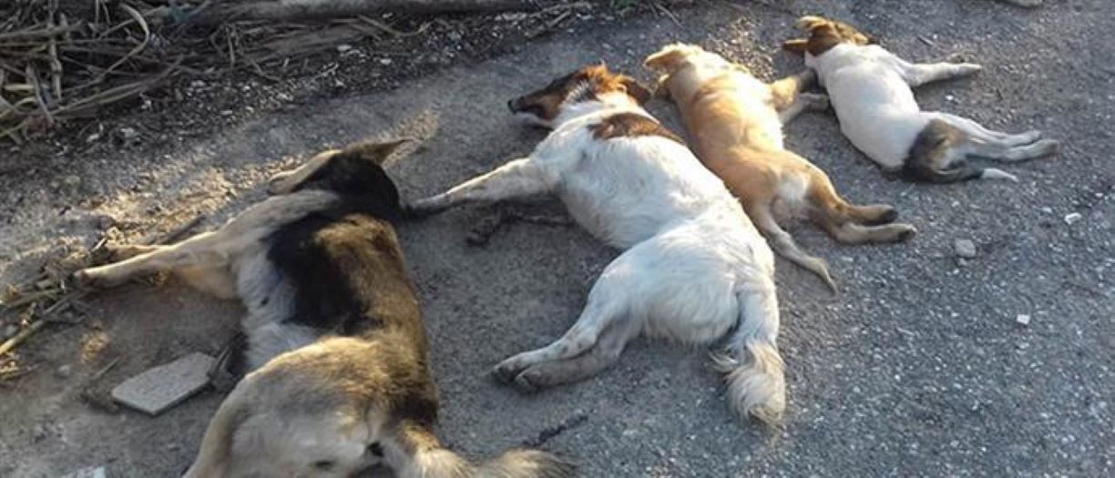 Ελασσόνα: Σκόρπισαν τον