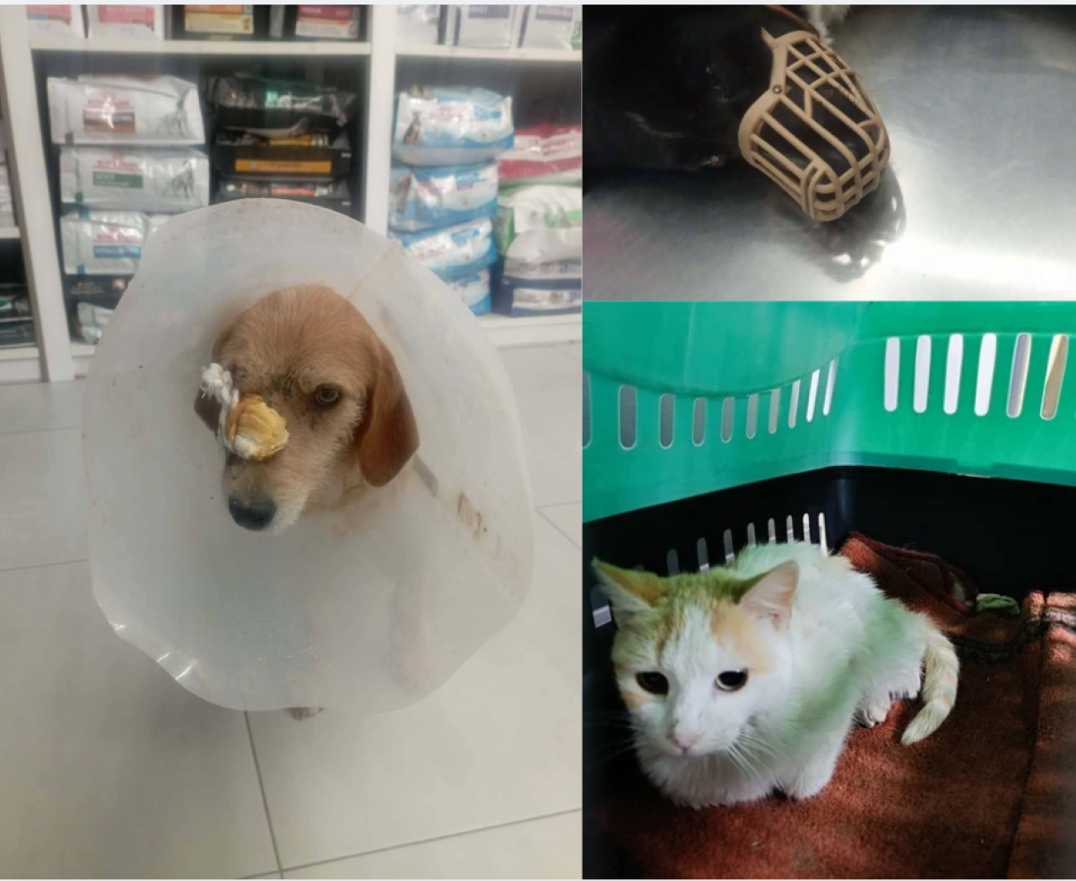 Βόλος: Πυροβολούν αδέσποτα