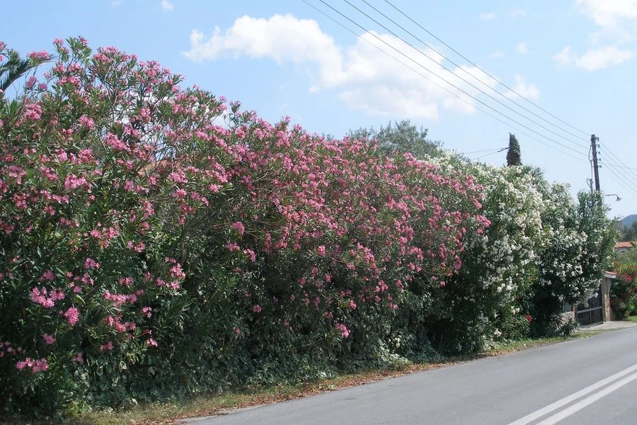 Γιατί θέλουν να ξεριζώσουν την πικροδάφνη από τα σχολεία;