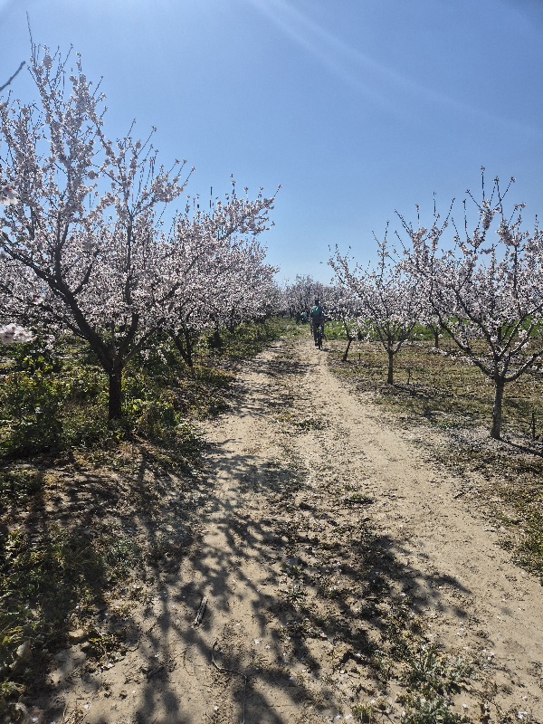 Δρόμοι των ανθισμένων αμυγδαλιών στο Συκούριο