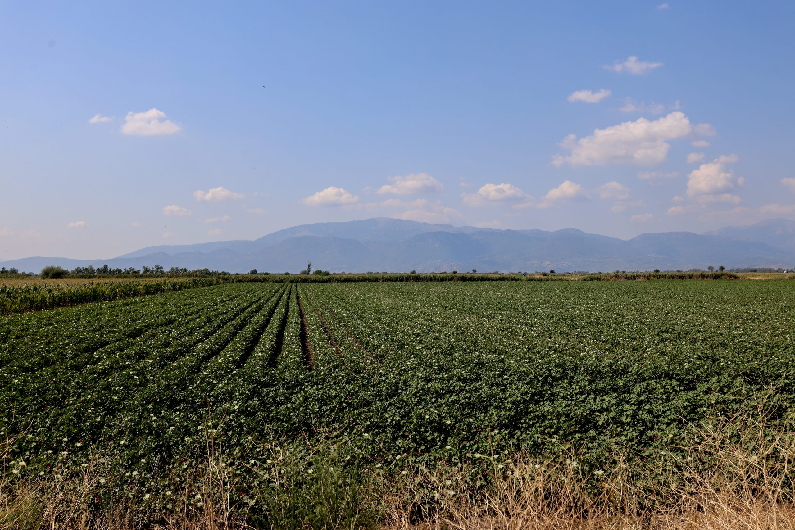 Κέλλας στο ΕΡΤnews: Ανοίγει η
