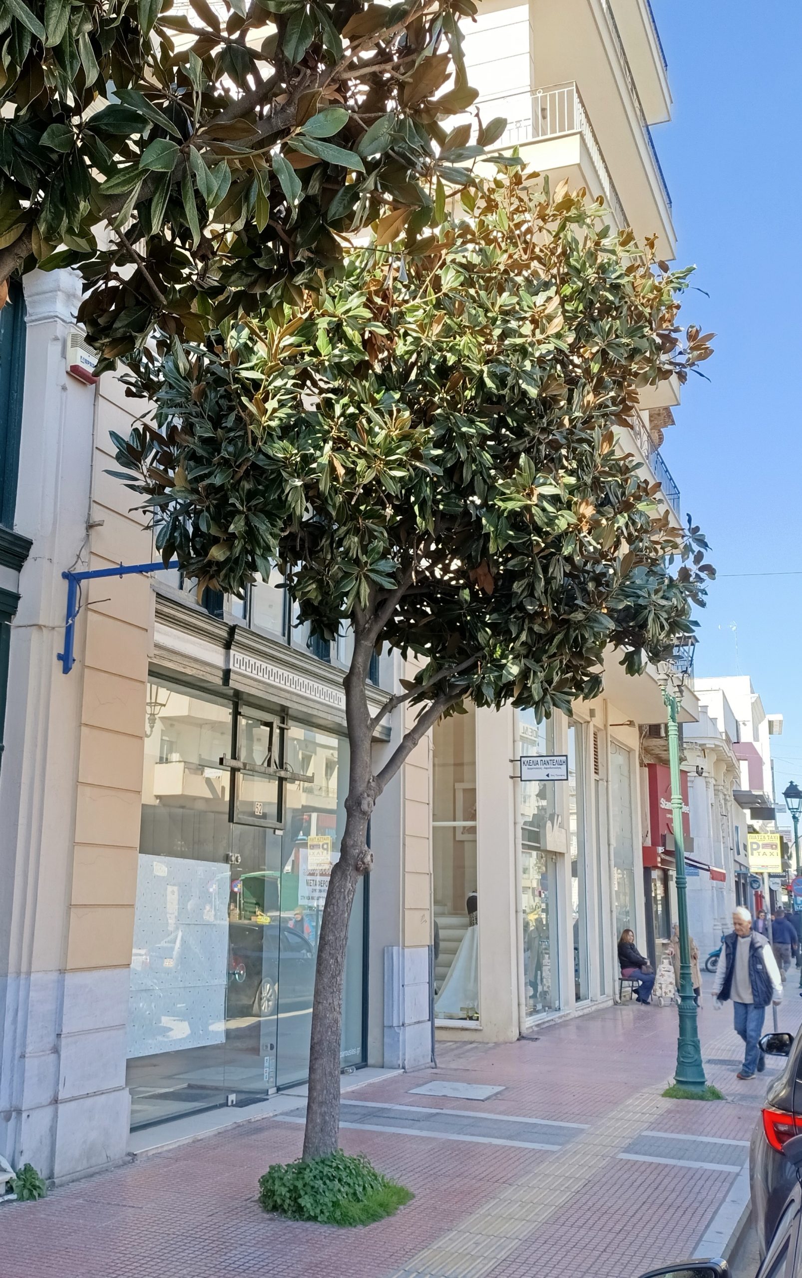 Περιβαλλοντική Πρωτοβουλία: Ο δήμος Βόλου κόβει δένδρα και δεν φυτεύει νέα