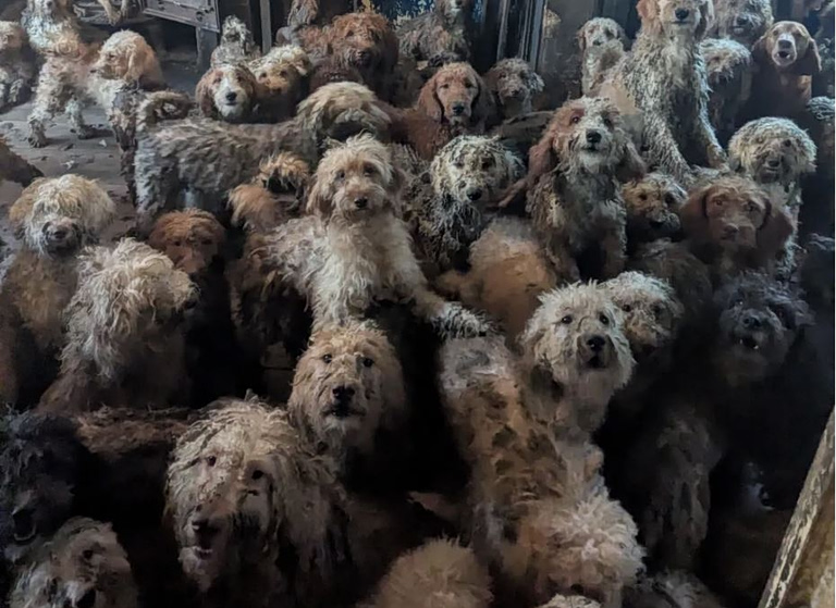 Βρετανία: Δεν είναι ΑΙ  Εικόνα από 250 σκυλιά που βρέθηκαν στριμωγμένα μέσα σε ένα σπίτι