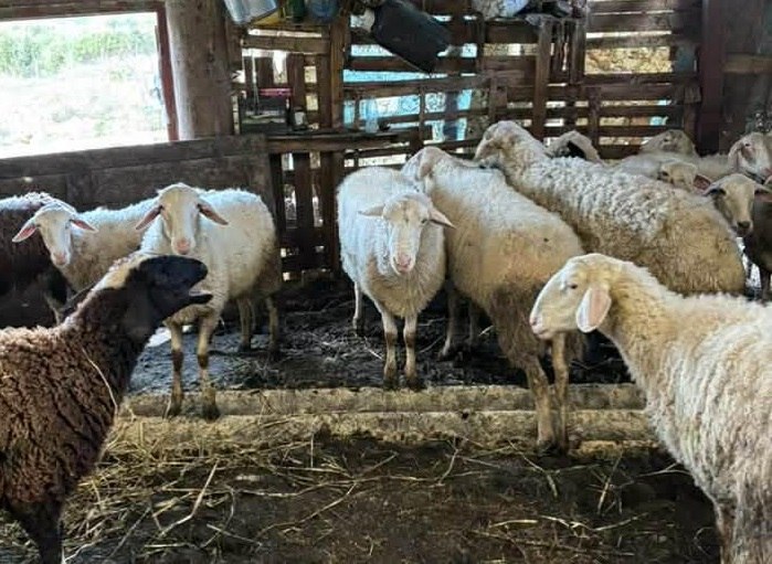 Πρώτο επιβεβαιωμένο κρούσμα ευλογιάς των προβάτων στην Ήπειρο