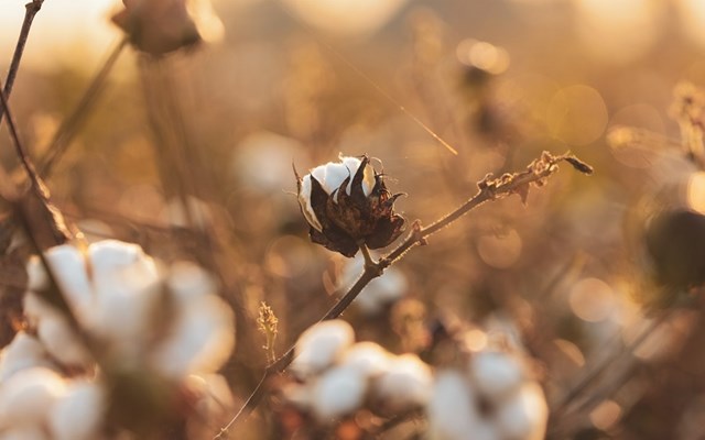 Στο επίκεντρο η επόμενη μέρα του ελληνικού βαμβακιού  Ποιότητα, εξωστρέφεια και βιωσιμότητα για έναν στρατηγικό κλάδο