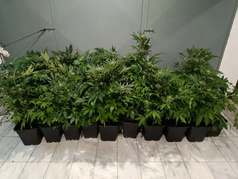 Θεσσαλονίκη: Συνελήφθη 47χρονος που είχε εγκαταστήσει εργαστήριο υδροπονικής καλλιέργειας κάνναβης σε διαμέρισμα