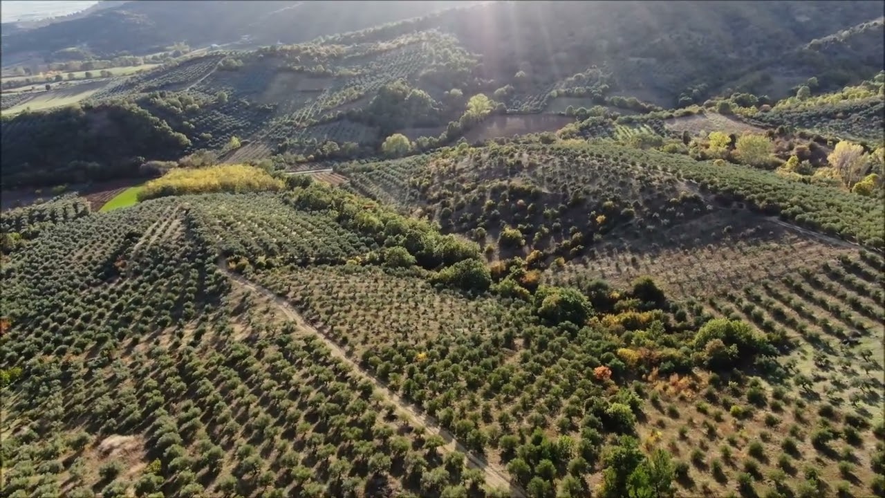 Τρίτη γιορτή λαδιού με