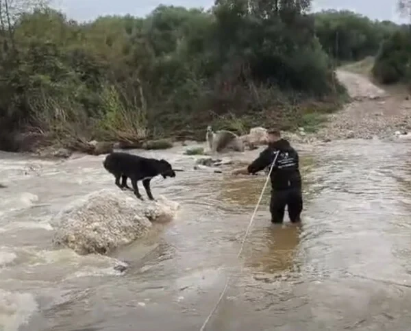 Κακοκαιρία: Η στιγμή που διασώζονται δύο σκύλοι που είχαν εγκλωβιστεί σε ποταμό