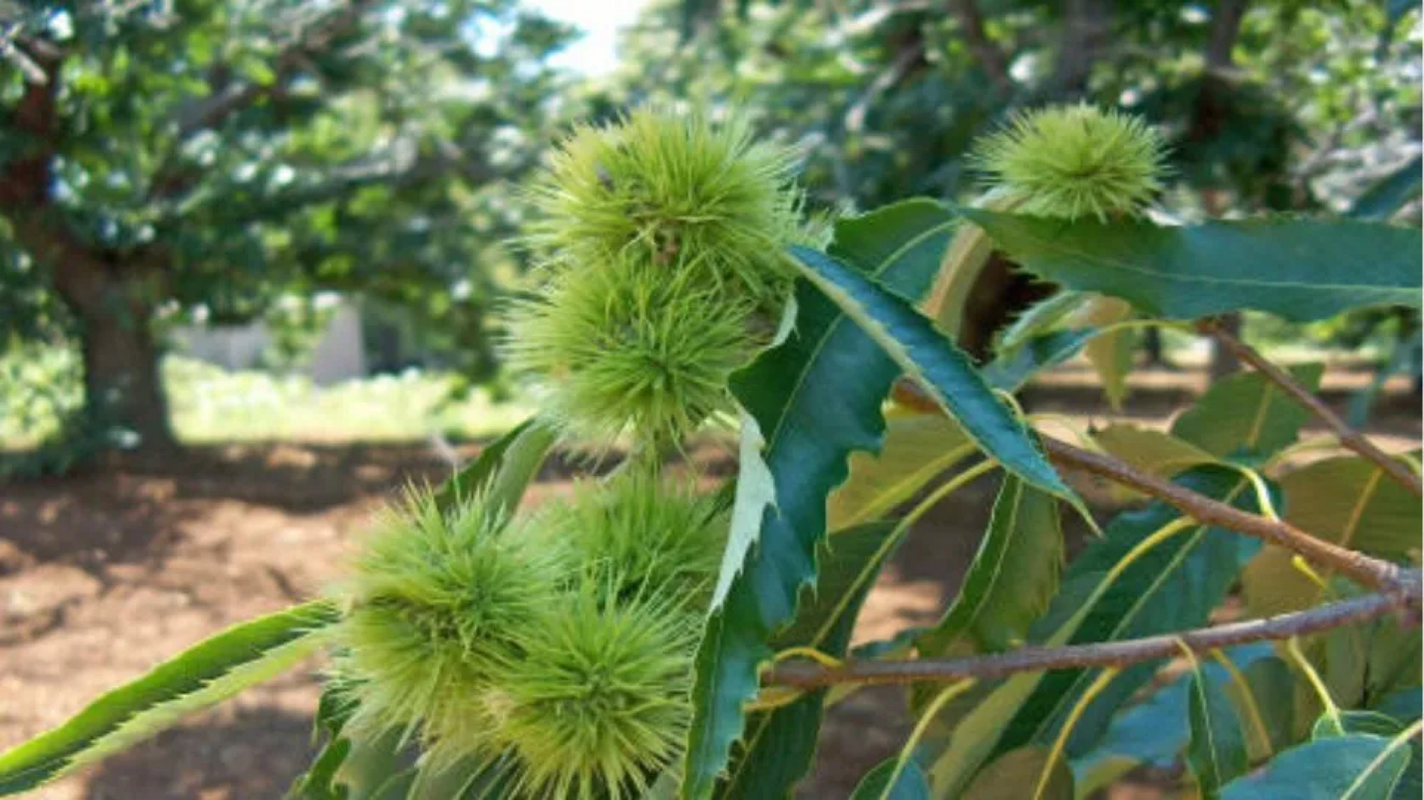 Α. Μεϊκόπουλος: Αντί για