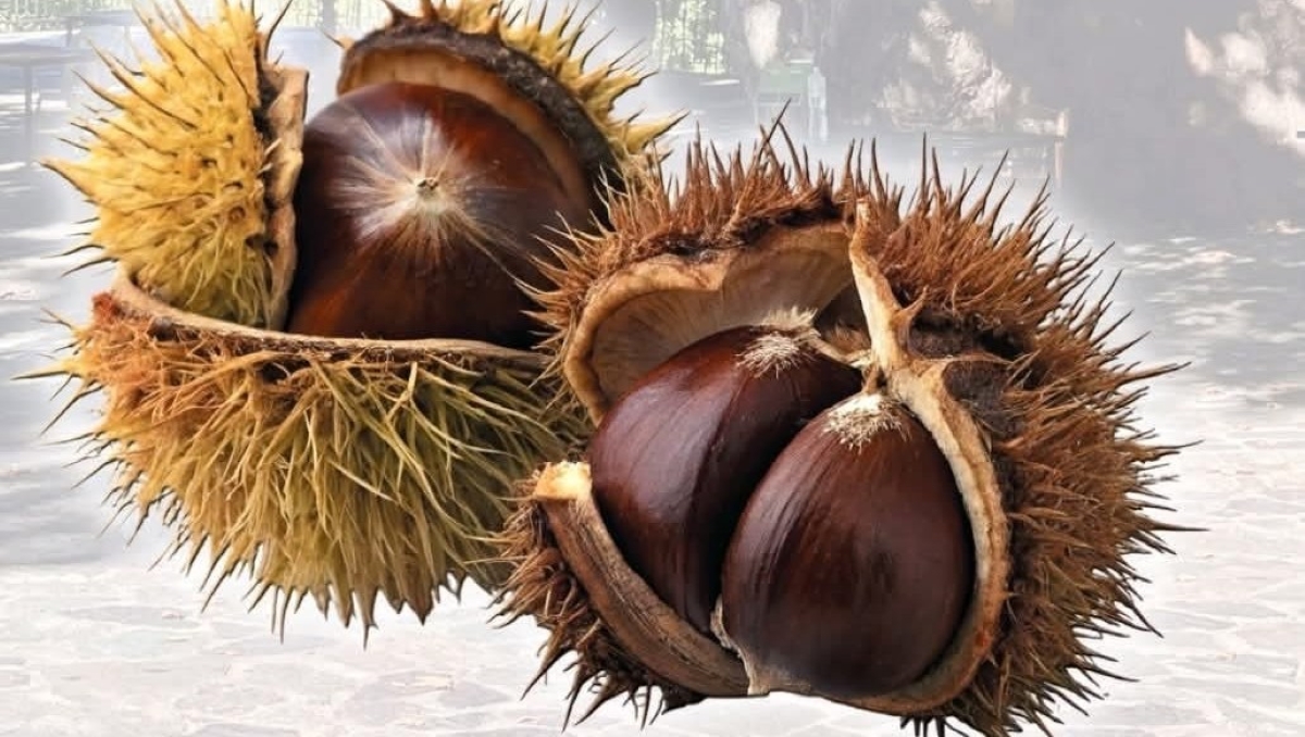 Δήμος Τεμπών: Διήμερες