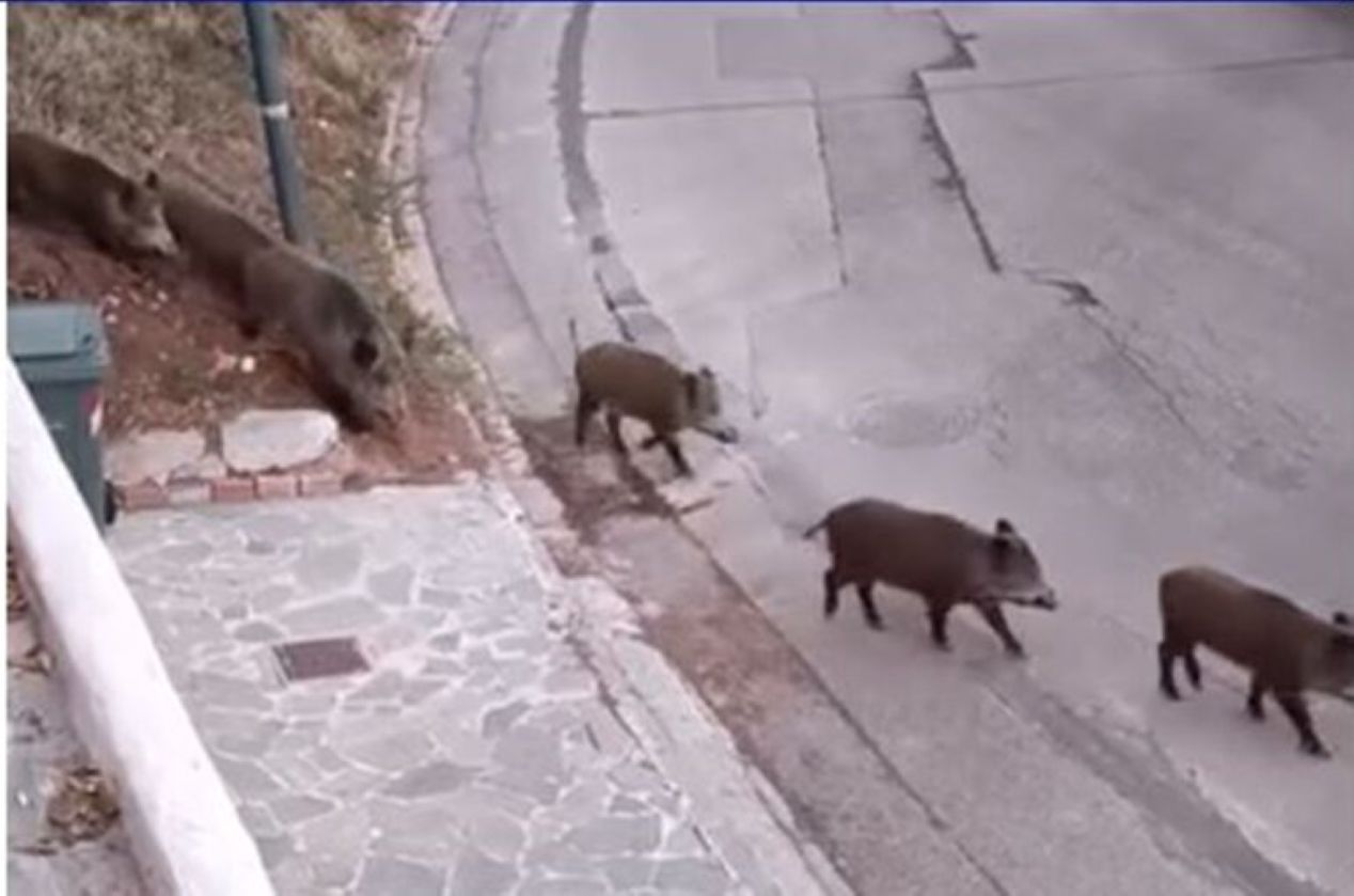 Αγριογούρουνα έκαναν την