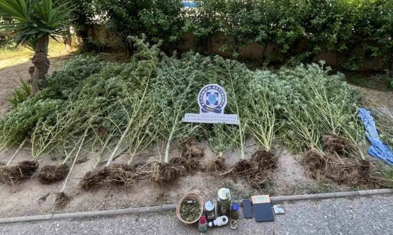 Ασπρόπυργος: Καλλιεργούσε