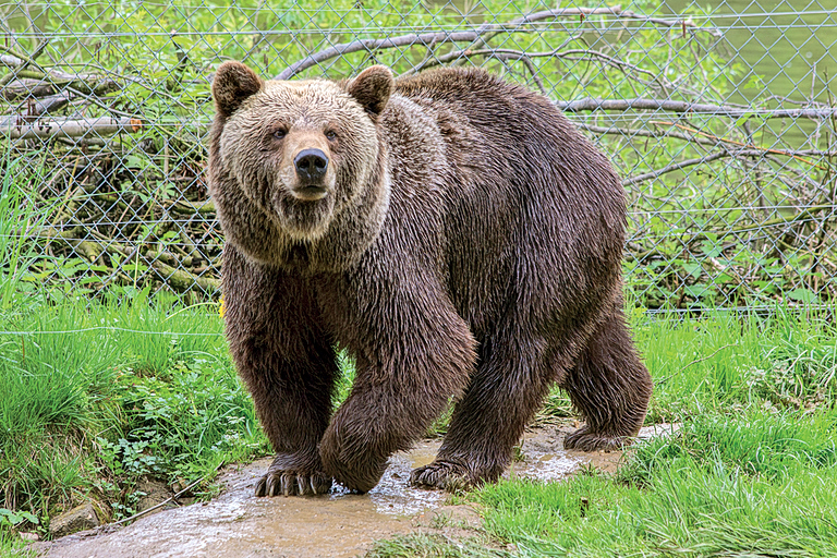 Φονική επίθεση αρκούδας
