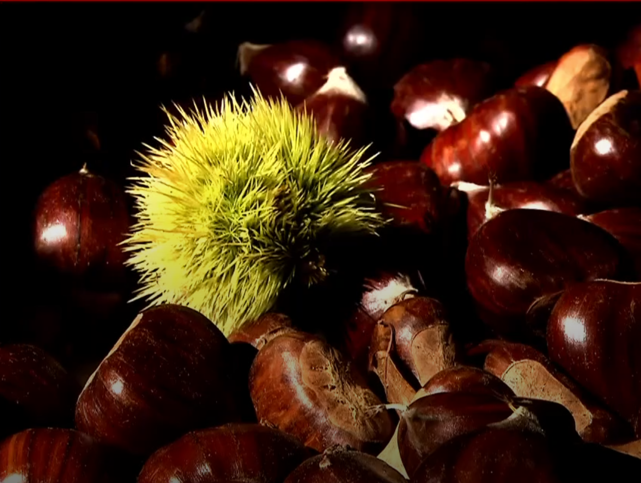 Μακρυρράχη: Λαβωμένη η