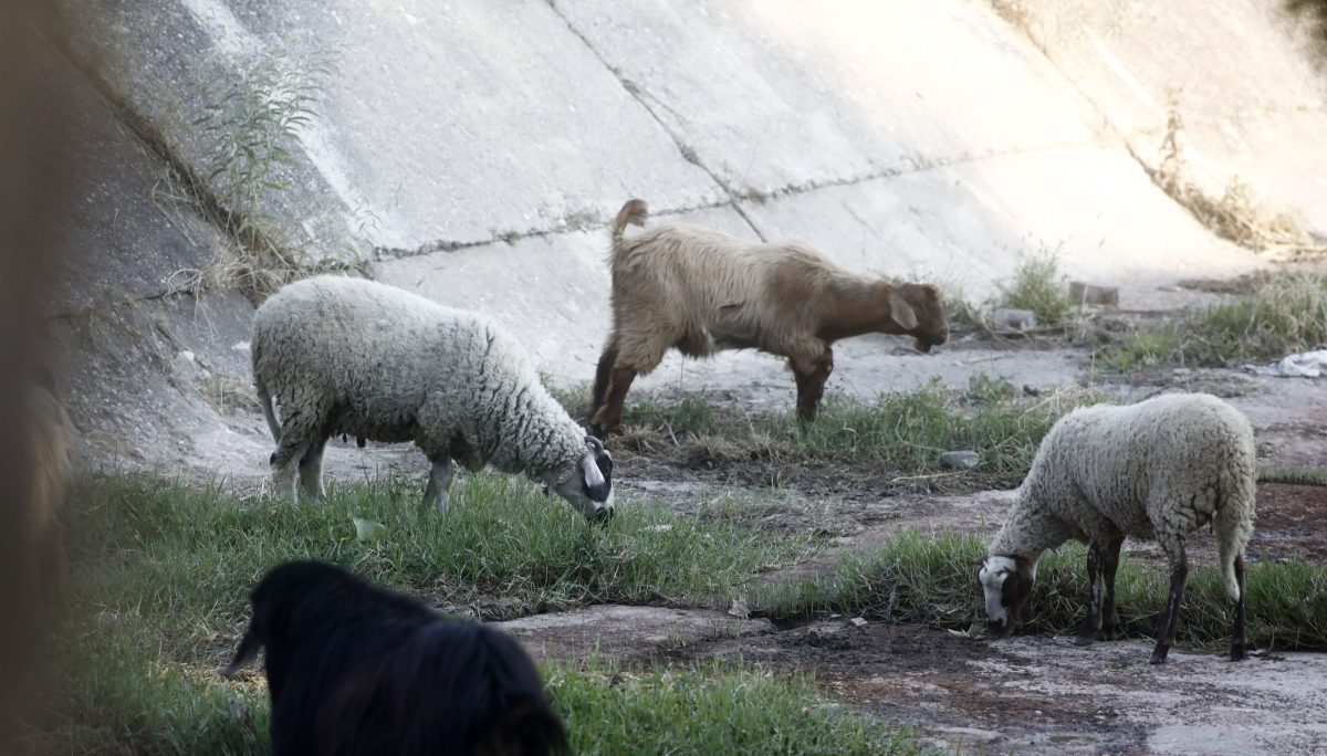 Έκτακτα μέτρα κατά της