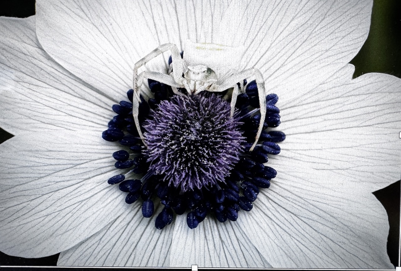 Μικρές Ιεροτελεστίες της Άνοιξης  Ένα Ρέκβιεμ από το μέλλον