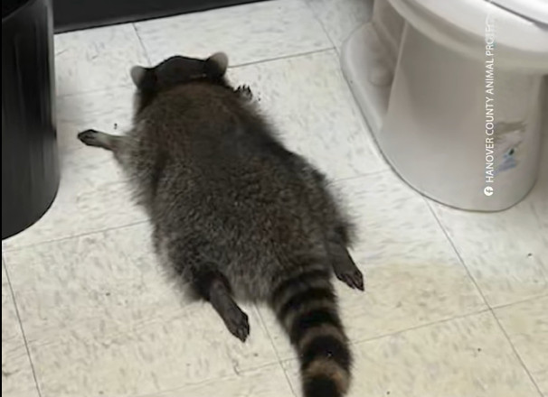 Ρακούν εισέβαλε σε κάβα,