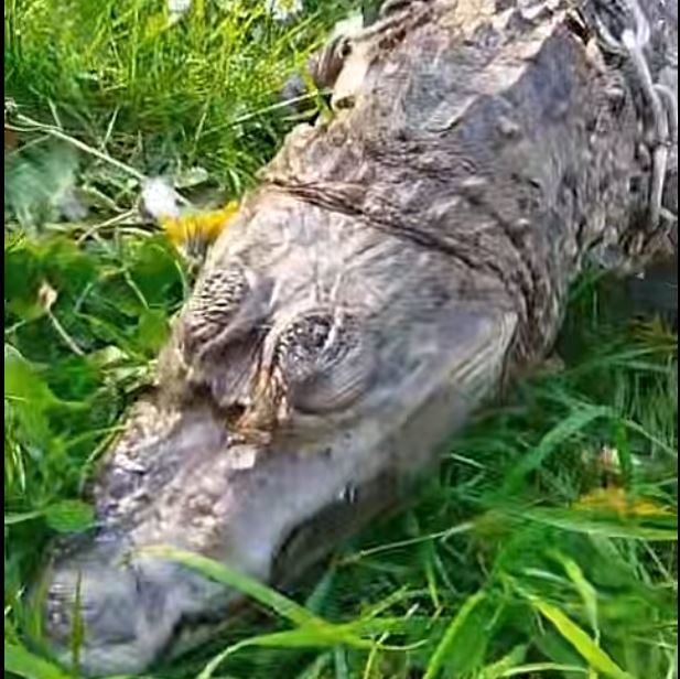 Γαλλία: Κροκόδειλος