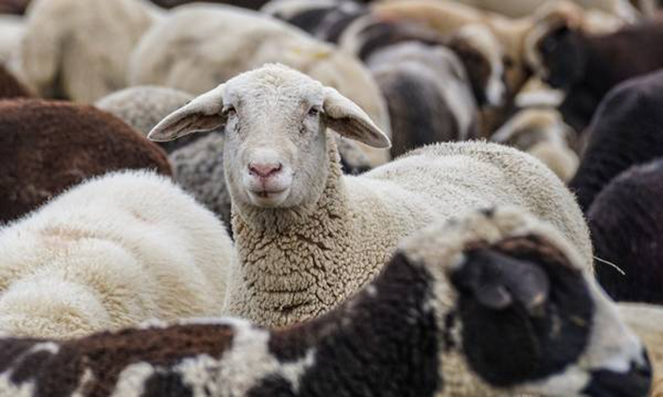 Καρδίτσα: Σύλληψη άντρα