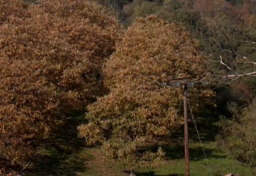 Λάρισα: Η ξηρασία και οι