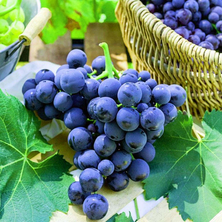 Τύρναβος: Θρασύτατοι