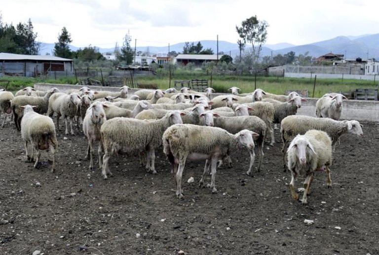 Σε απόγνωση λόγω ευλογιάς και ΟΠΕΚΕΠΕ αγρότες και κτηνοτρόφοι  Έρχονται κινητοποιήσεις
