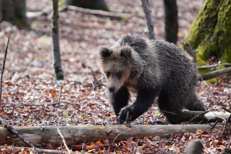 Αρκουδίτσα έκανε βόλτες