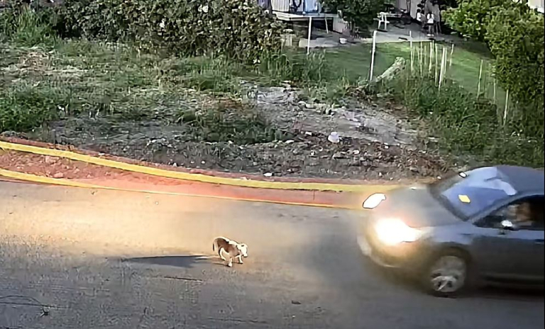 Ταυτοποιήθηκε η οδηγός που πάτησε σκοπίμως το αδέσποτο σκυλάκι στη Γαστούνη
