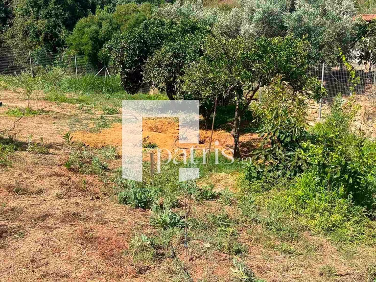 Το χωράφι όπου ο ενοικιαστής έθαψε τη σορό της Σταυρούλας Λεβεντάκη – Το χρονικό του εγκλήματος